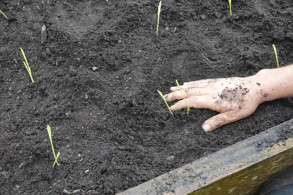 Stock image man covering corn crop. newly planted corn in raised wooden bed.