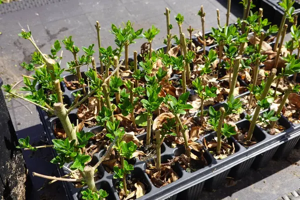 Stock image tray with cuttings of privet plants. privet branches with new shoots and roots.