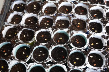 Renkli mısır ya da gökkuşağı mısırı tohumu, yeniden kullanılmış bir konteynırda. Tohum tarlasında mısır ekimi