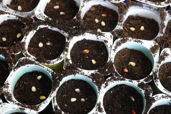 stock image close-up colored corn or rainbow corn in the seedbed ready to germinate and grow corn in the vegetable garden