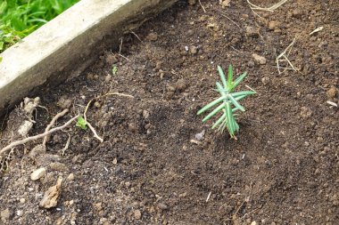Euphorbia lathyris in the vegetable garden on fertile soil , mole plant growing in the vegetable garden clipart