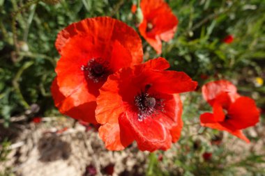 Tarladaki gelincik çiçeklerinin ayrıntıları. Vahşi çiçekler büyüyor..