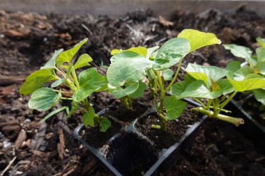 Tatlı patates fideleri sebze bahçesine ekilmeye hazır.
