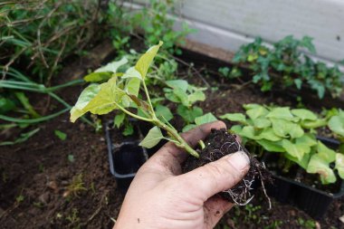 Çiftçi, sebze bahçesine ekilmeye hazır taze patates tohumlarını tohum yatağından topluyor.