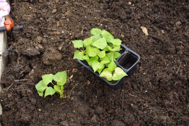 Sebze bahçesine ekilmiş taze patates. Tohumlardan tatlı patates nakli.