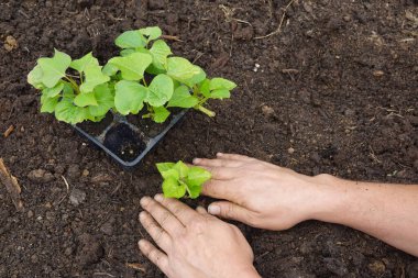 Bir adamın sebze bahçesine sebze tohumu ekerken, tohum ekerken yakın plan fotoğrafı.