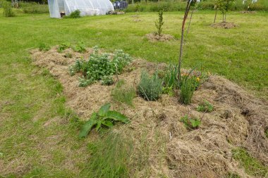 Çiçek açan, aromatik ve kuşkonmaz gibi uzun ömürlü bitkilerle yakın planda yenilebilir orman..