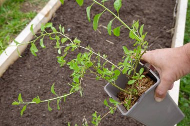 Genç saksı bitkisi sebze bahçesine ekilmeye hazır.