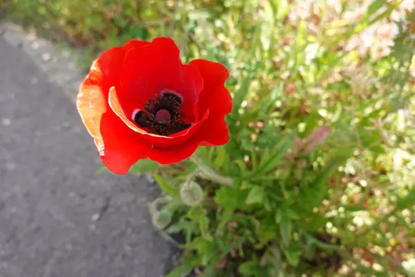 stock image close-up of poppy growing on the edge of a country road. red poppy petals