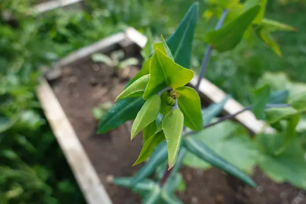 stock image detail of Euphorbia lathyris with small flower sprouting to take seeds