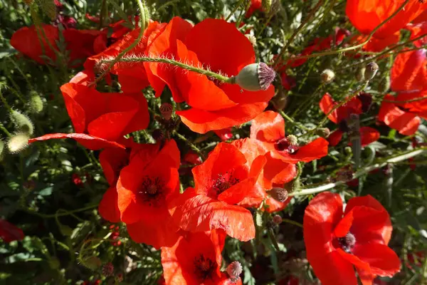 stock image many red poppy flowers, wild red poppy flowers