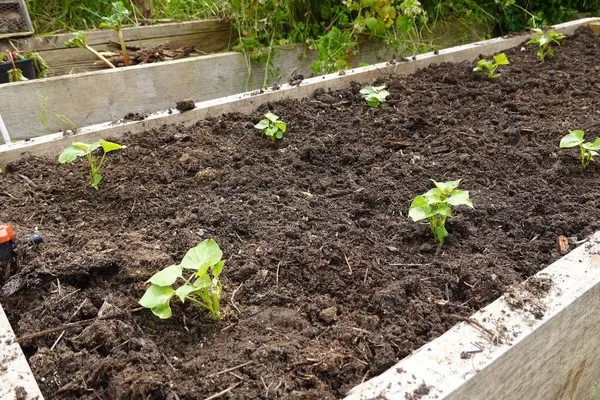 stock image cultivation of sweet potato plants in raised wooden beds, freshly planted plants