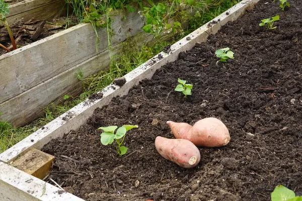 stock image sweet potato tuber next to a bed with young sweet potato plants recently planted.