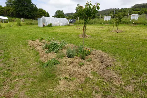 stock image creating an edible forest in the garden with herbs, flowers and perennials