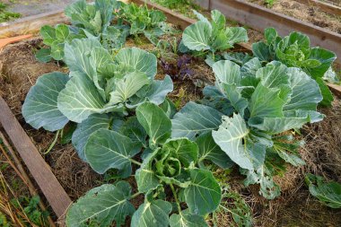 Yetiştirilen tahta yatakta büyüyen lahana hasadı salyangozların saldırısına uğradı.