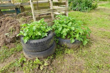 potato growing in old car wheels, planting potatoes in potato container or wheels clipart