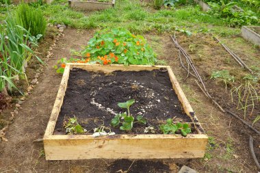Bir metrekarelik sebze bahçesi. Yetiştirilmeye hazır bir kerestesi var.