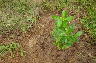 Genç Arbutus bitkisi bahçeye yeni ekildi. Küçük çalı büyüyen arbutus ağacı.