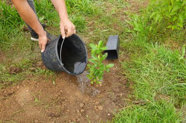 Bir kova suyla sulayan bir adam Bahçede genç bir arbutus çalısı