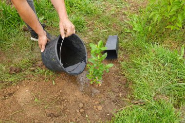 Bir kova suyla sulayan bir adam Bahçede genç bir arbutus çalısı