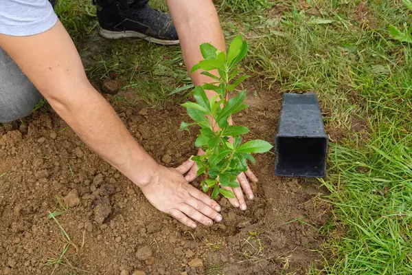 stock image man plants freshly planted arbutus bush in garden, farmer squeezes the ground