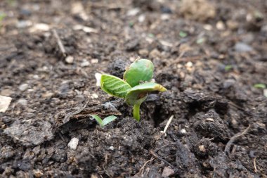 edamame bitkisi verimli topraklarda filizleniyor. Topraktan soya fasulyesi filizleniyor..