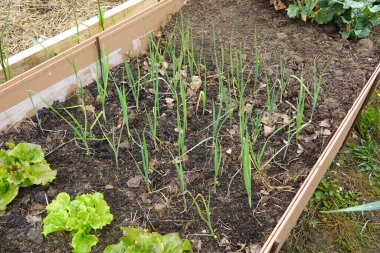 Genç pırasa bitkileri sebze bahçesinde marulların yanına ekildi.