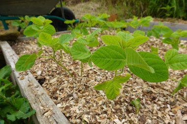 soya fasulyesi yetiştirilmiş ahşap bir yatak ve saman.