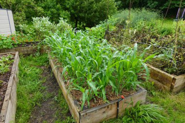 Büyüyen mısır tarlaları, geniş fasulye yatağının yanında büyüyen ahşap yataklar ve bitkisel bitkiler.