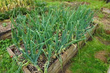 Yükseltilmiş ahşap yatakta büyüyen soğan hasadı.