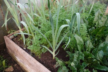 Havuç sineğiyle savaşmak için yararlı sarımsak ve havuç ekinleri. Sebze bahçesindeki mahsulleri birleştiriyor.