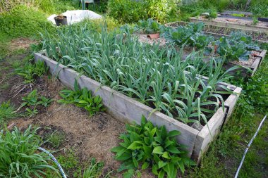 Aile sebze bahçesinde sarımsak ve lahana mahsulleri olan ahşap bir yatak yetiştirdim.