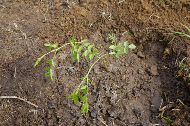 Yere yakın genç meyan kökü bitkisi. Taze sulanmış.