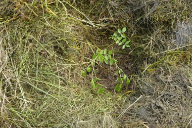 close-up young licorice plant planted with grass mulch to avoid weeds clipart