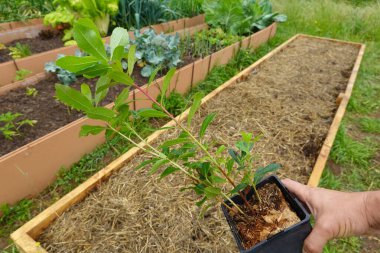 Genç Arbutus ağaç bitkisi taşıyan bir adam. çilek ağacı