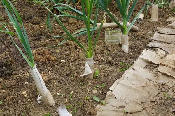 stock image leek plants blanched with toilet paper tubes