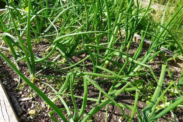 stock image young onion crop growing on raised wooden bed in the vegetable garden