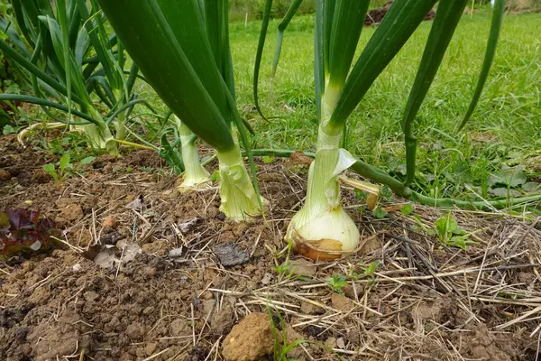 stock image in detail onion cultivation forming the bulb, green onion stalks