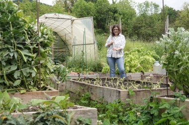 Elinde mısır hasadını düzeltmeye hazır aletli bir kadın. Güler yüzlü görünüyor. Yükseltilmiş ahşap yatakta yetiştirilmiş..