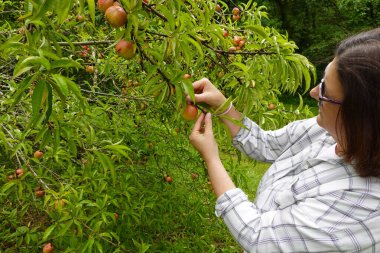 Kadın ağaçta yetişen şeftali meyvelerini kontrol ediyor.