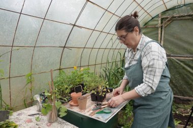 Kadın sebze bahçesinde bitki nakli için aletler hazırlıyor.