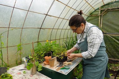 Kadın sebze bahçesine ekmeden önce domates ekiyor, sarı yaprakları kesiyor.