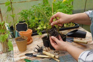 Sebze bahçesine ekmek için domates eken bir kadın. Köklü domates tohumu