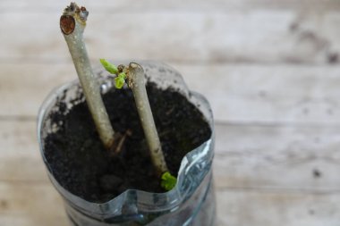Dut dalları döllenmiş bir tabakada kesiklerle yetişiyor. dut dalları kök kesimleriyle çoğaltılır