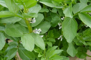 Geniş fasulye tomurcukları. Yakın plan geniş fasulye tomurcuğu.