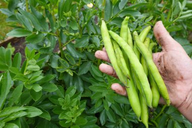 Bebek fasulye bitkiden yeni toplandı. Kapsüllü geniş fasulye.