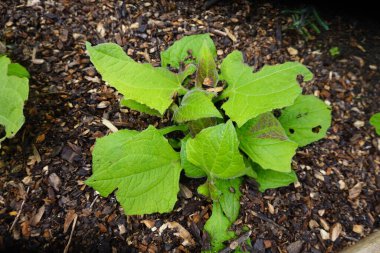 Genç yaton bitkisi. Peru yer elması sebze bahçesinde yetişiyor.