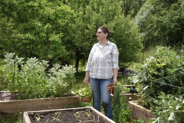 Kadın çiftçi taze sebze bahçesi hasat ediyor. Pazarda satılmaya hazır.