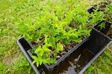 Özel bitkilerin dal köklü tohumları. Bitkiler ekime hazır..