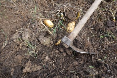 Patatesleri topraktan çıkarmak için çapa aleti, sebze bahçesinde patates hasadı.